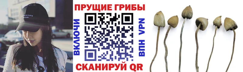 ссылка на мегу tor  где можно купить наркотик  Высоцк  Псилоцибиновые грибы ЛСД 
